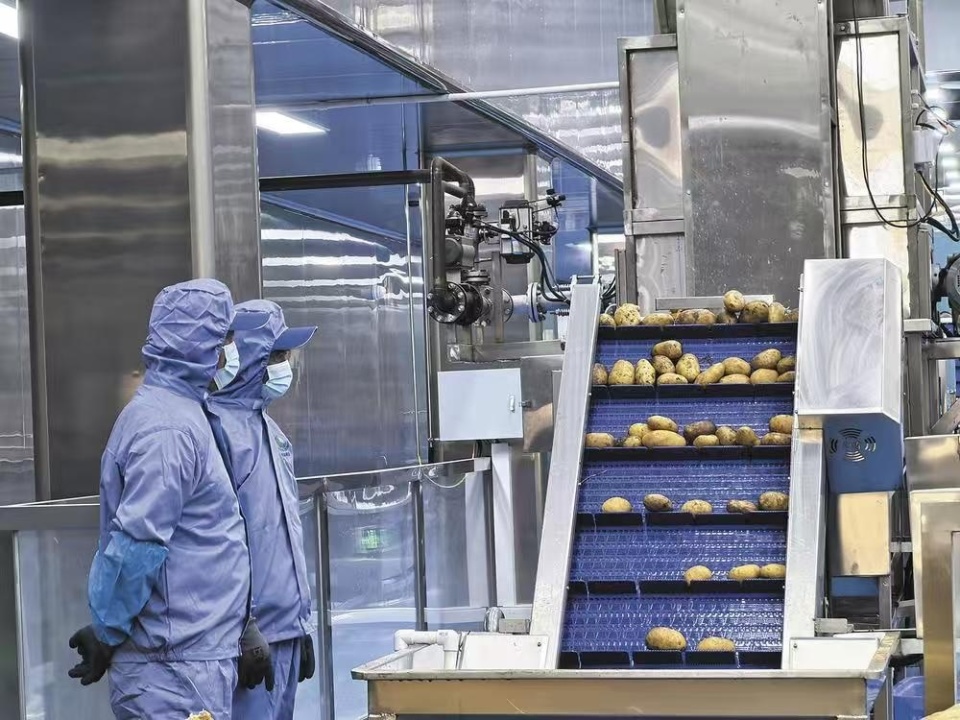 樂都東西部協作結碩果 現代化薯條工廠投產，助力農副產品銷售升級